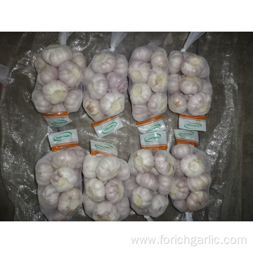 New Season Normal White Garlic 2019